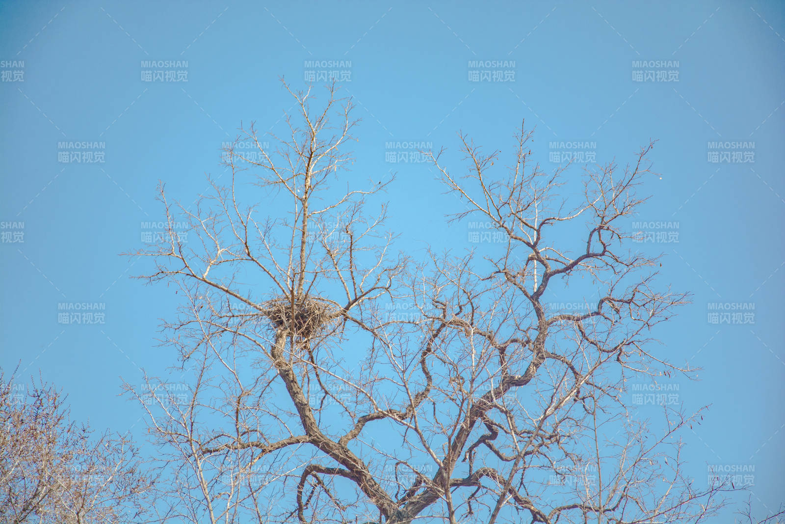 枯树鸟巢映蓝天图片