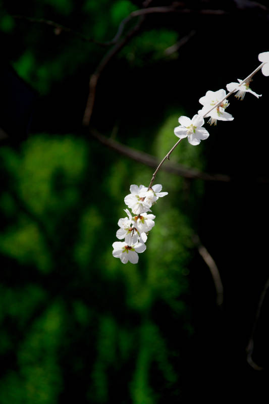 白花缀枝 绿意朦胧图片