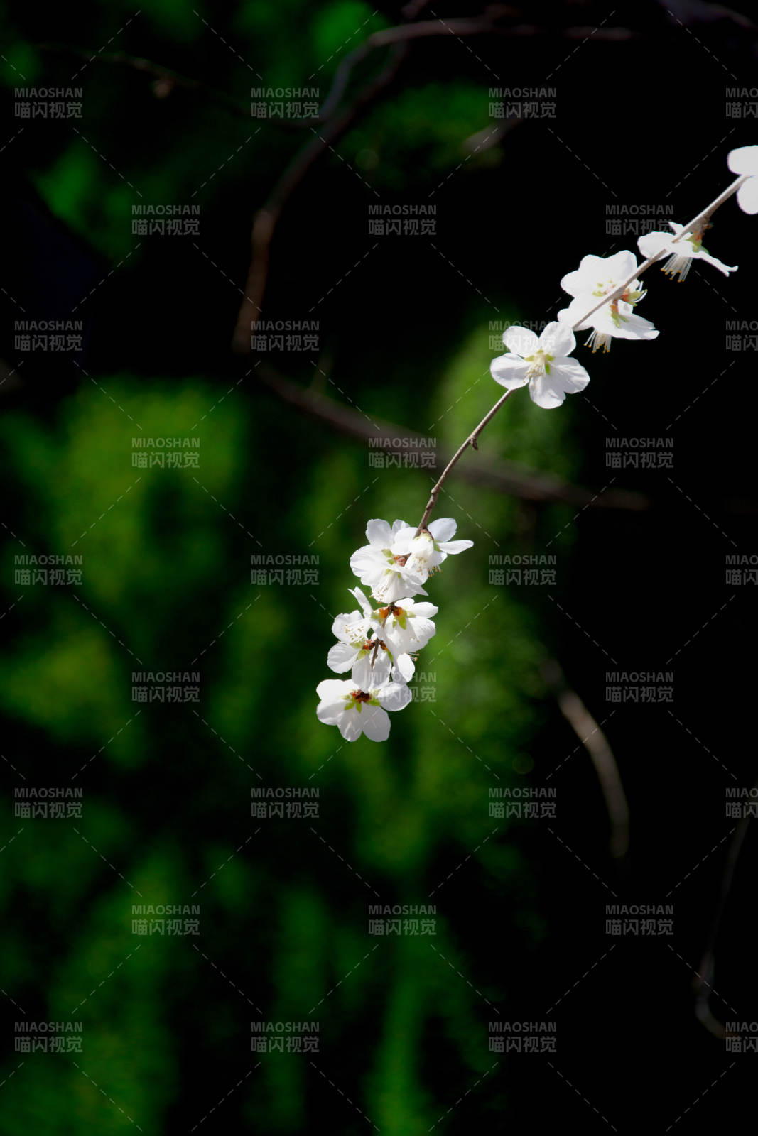 白花缀枝 绿意朦胧图片
