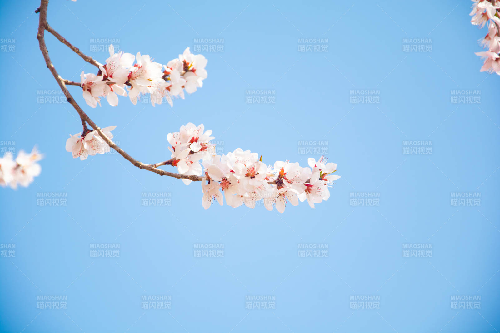 蓝天映衬樱花枝图片