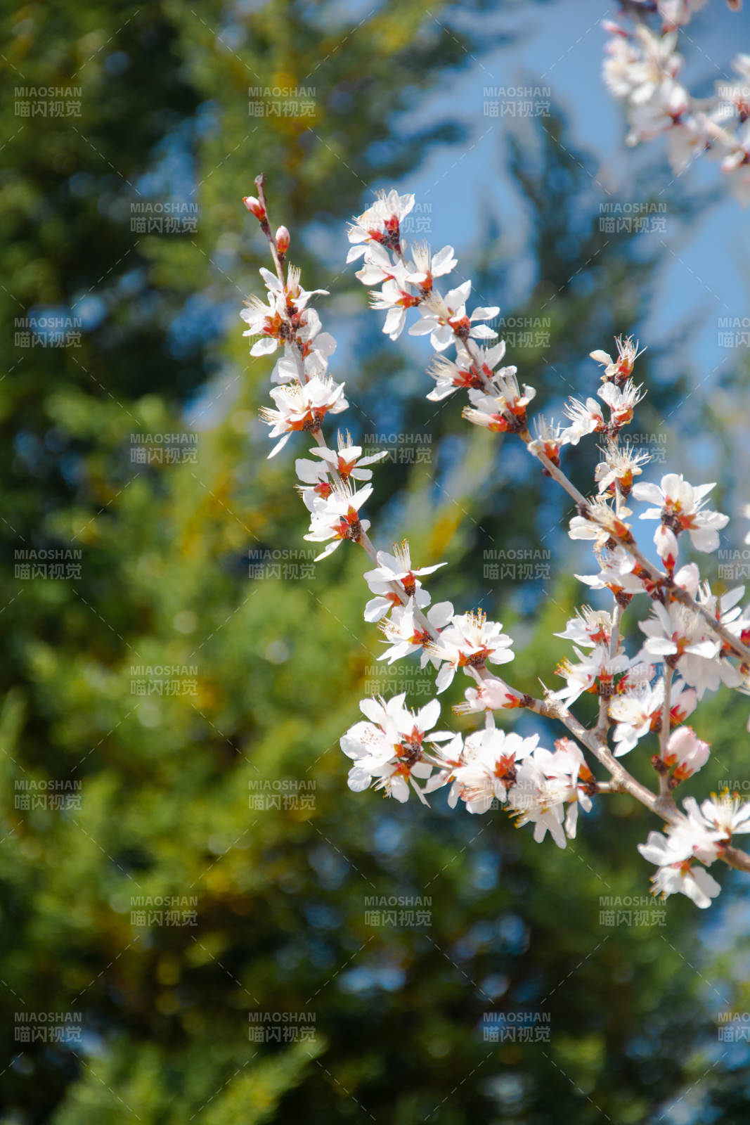 春日白花映蓝天图片