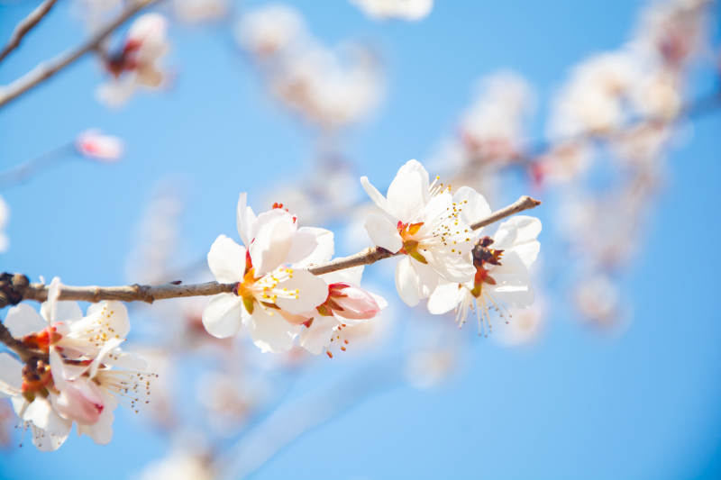春花绽放 蓝天映衬美如画图片