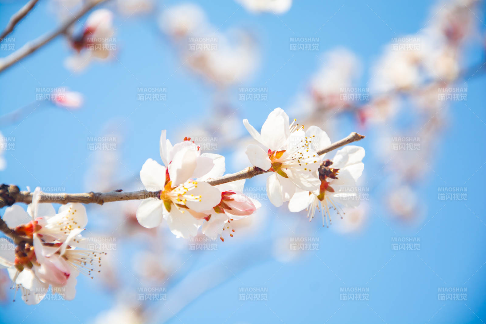 春花绽放 蓝天映衬美如画图片