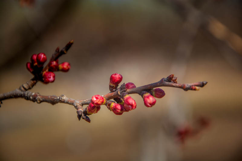 枝头红苞待春放图片