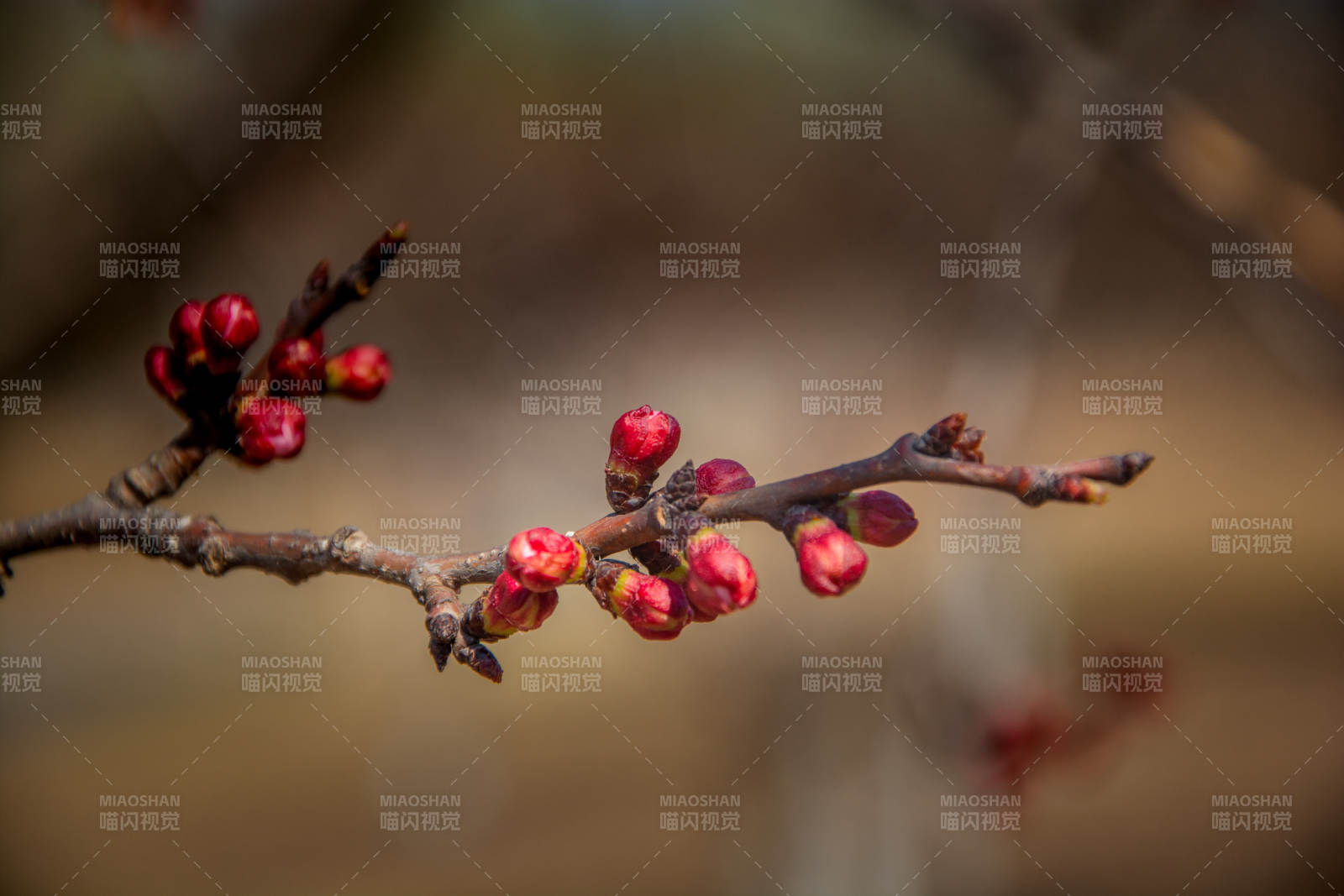 枝头红苞待春放图片