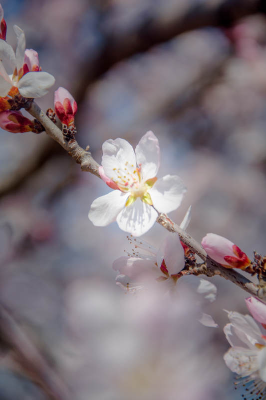 春花初绽 枝头含香图片