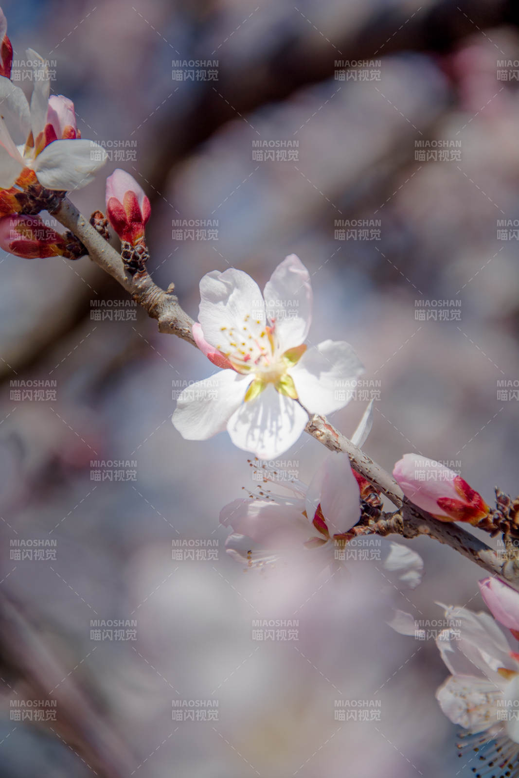春花初绽 枝头含香图片