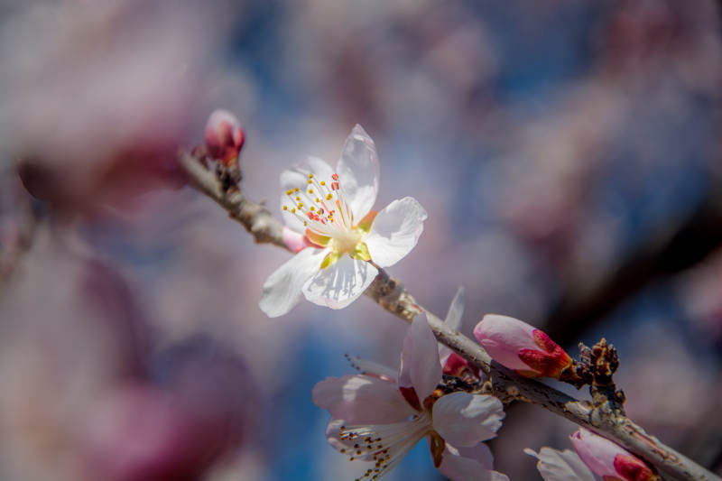 春花绽放 枝头粉白相间图片