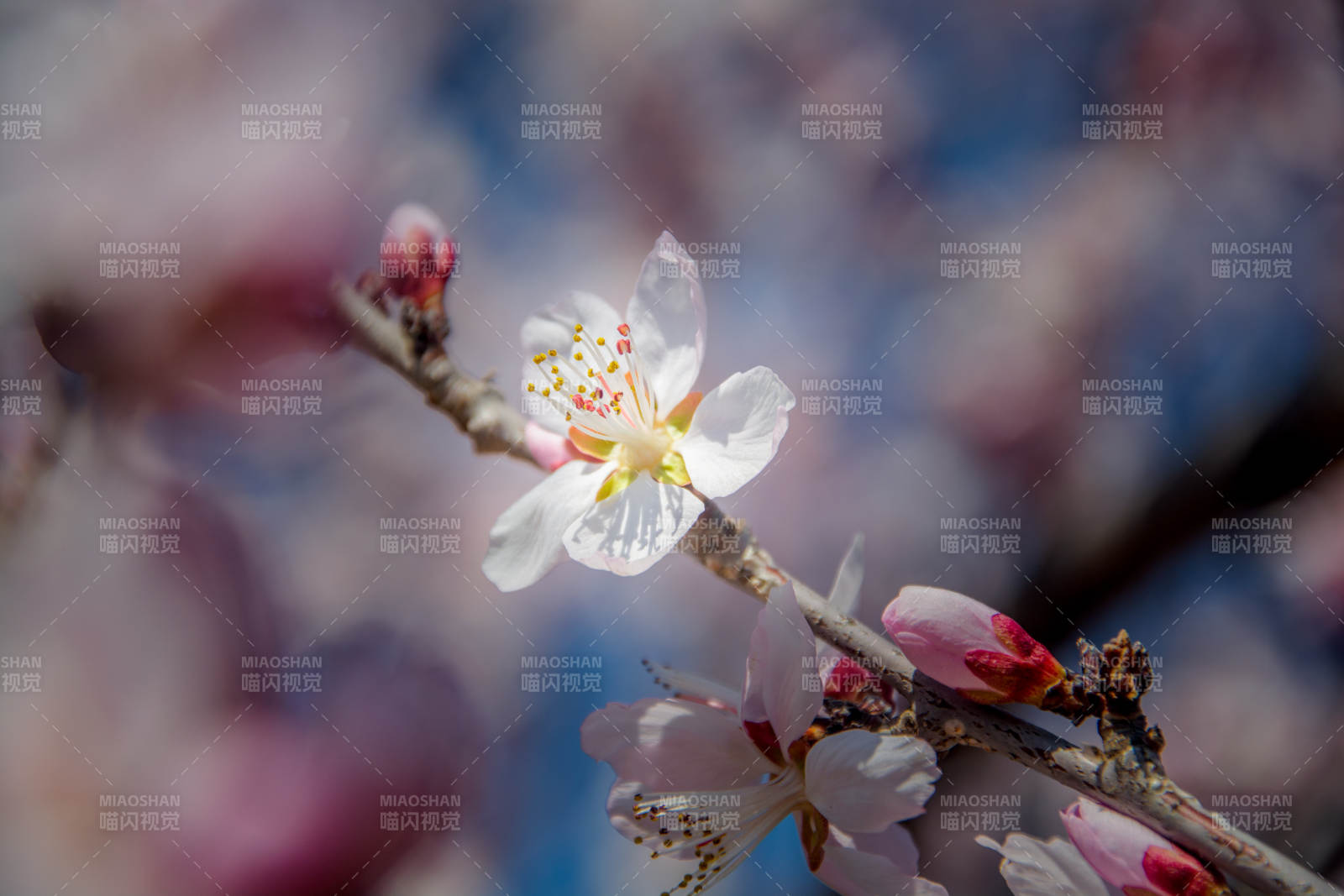 春花绽放 枝头粉白相间图片