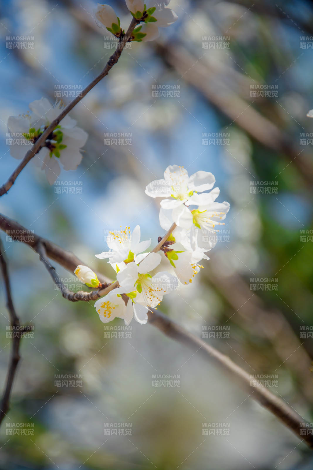 春花绽放 枝头洁白如雪图片
