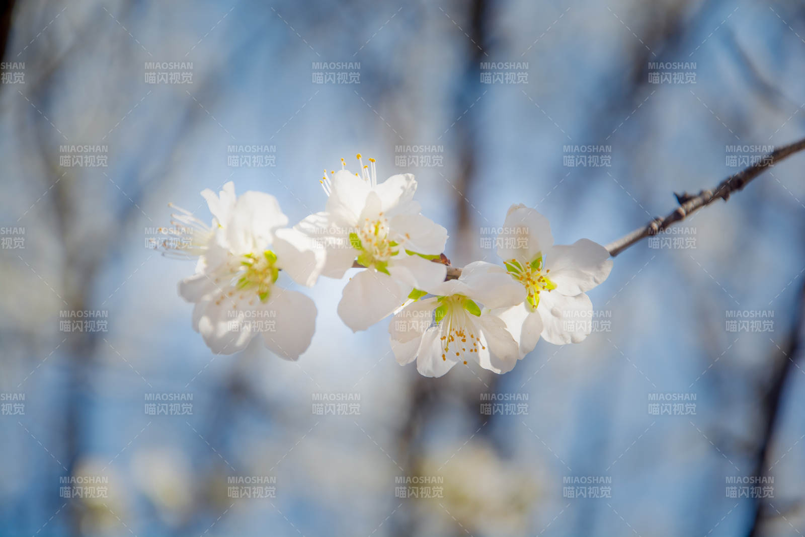 春花绽放 枝头雪白如雪图片