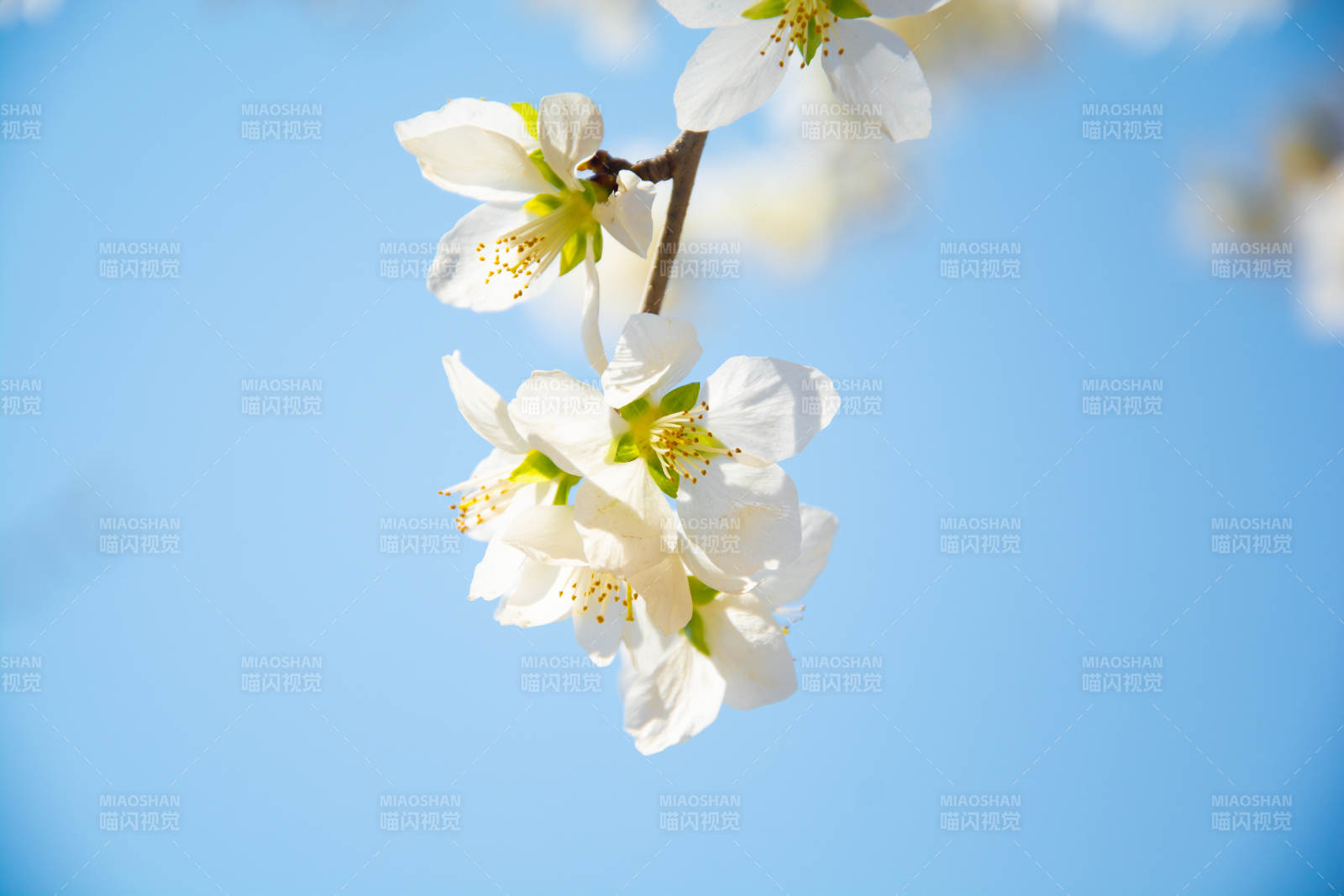 春花绽放 蓝天映衬美图片