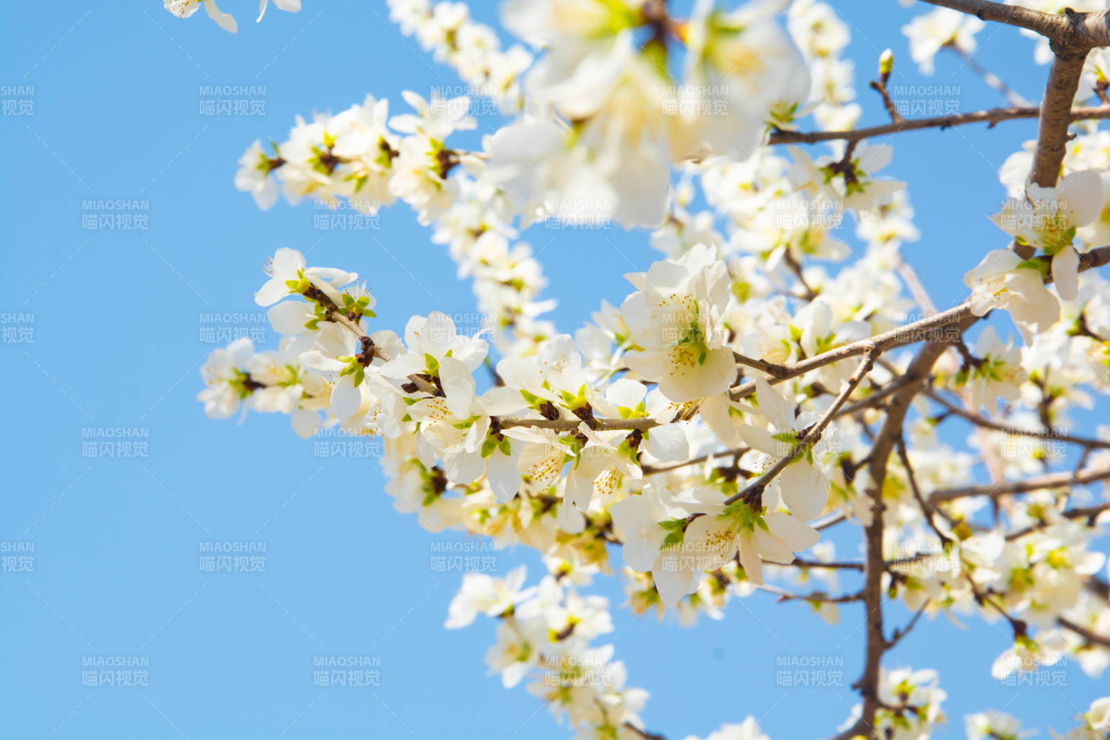 春花绽放 蓝天映衬美如画图片