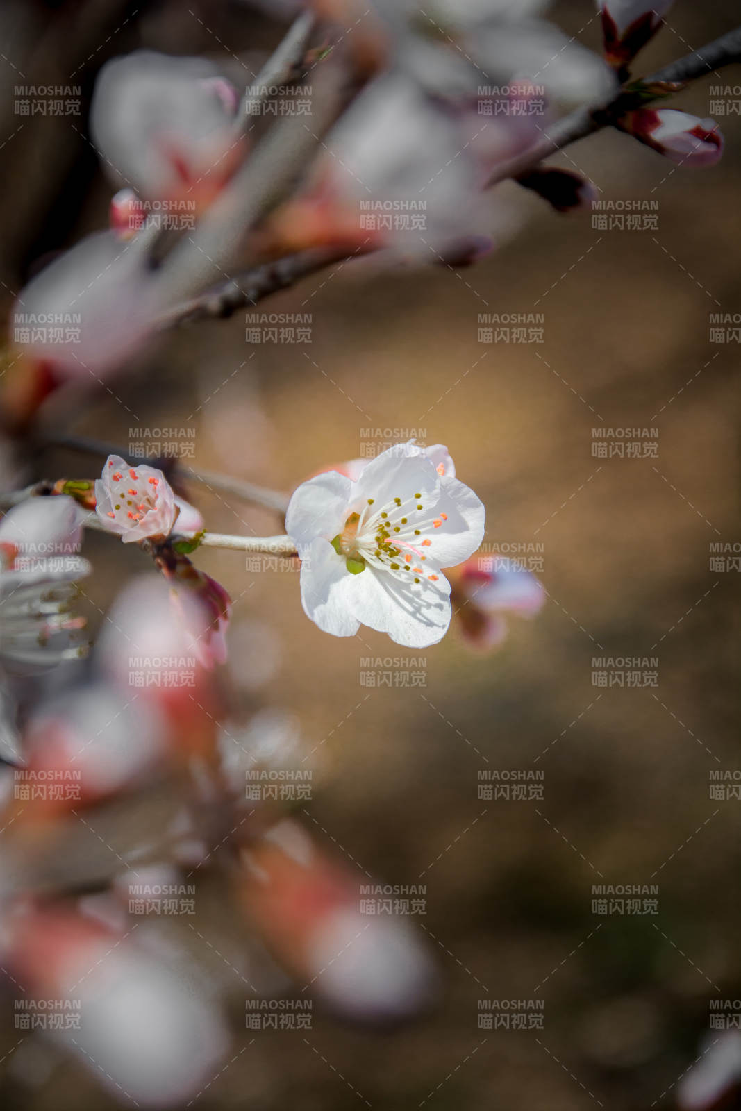 春花初绽 洁白如雪图片