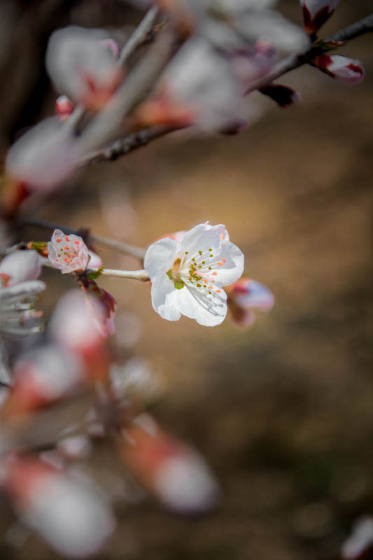 春花初绽 洁白如雪图片