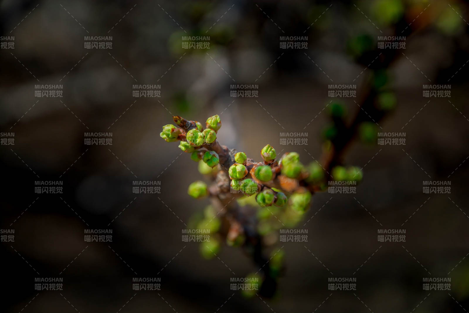 嫩芽初绽 春意萌动图片