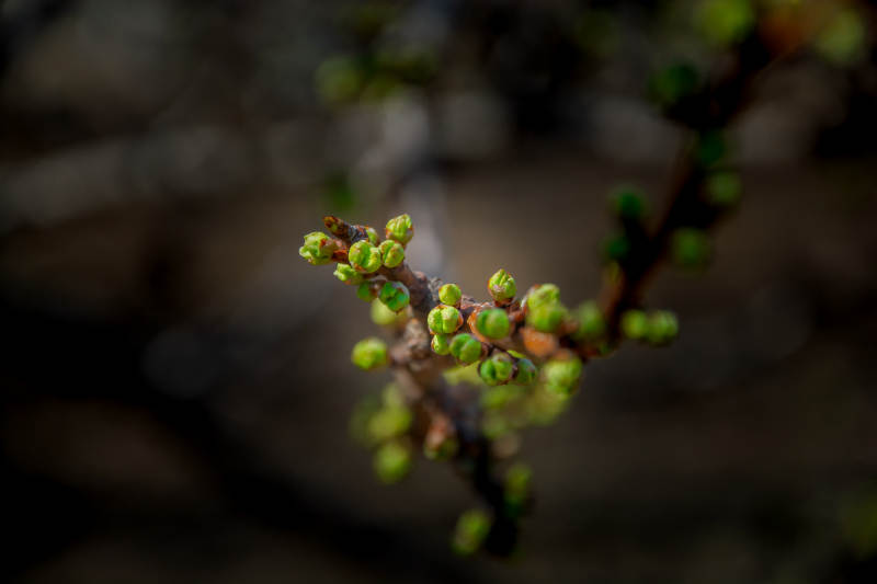 嫩芽初绽 春意萌动图片