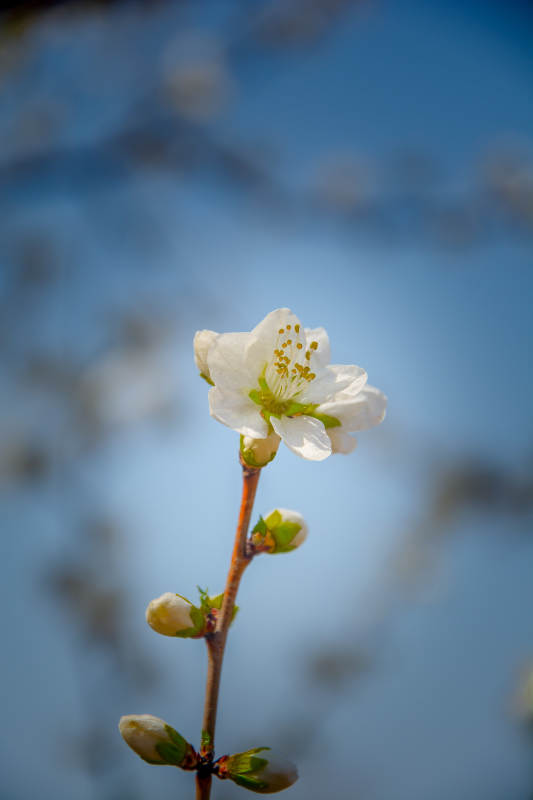 白花初绽 春意盎然图片