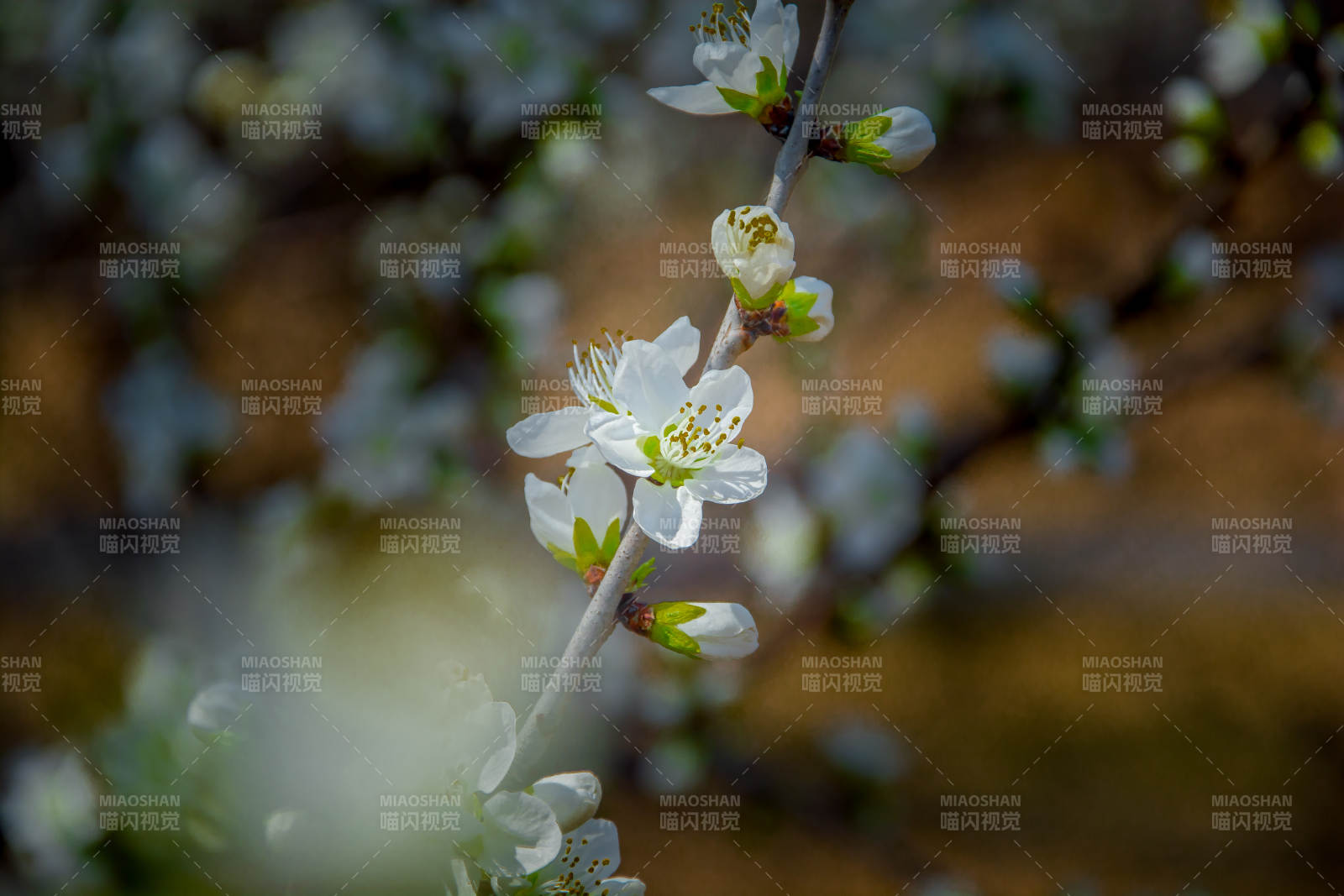 春花绽放 枝头雪白芬芳图片