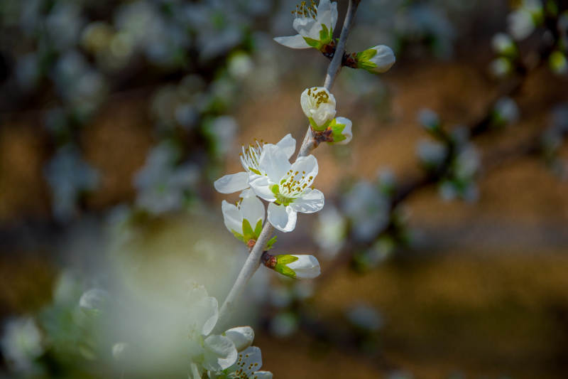 春花绽放 枝头雪白芬芳图片