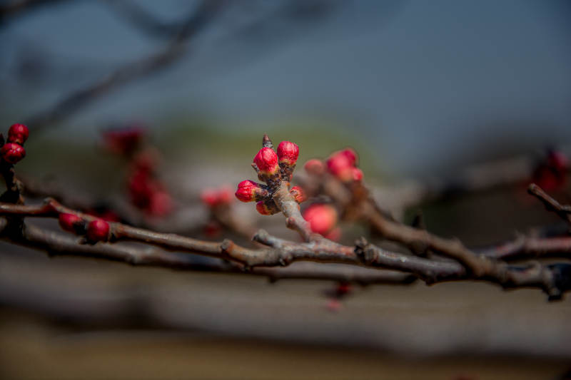 枝头红芽初绽春意浓图片
