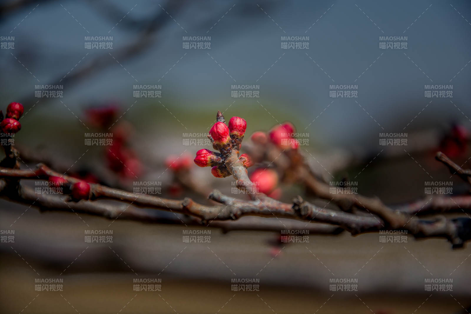 枝头红芽初绽春意浓图片