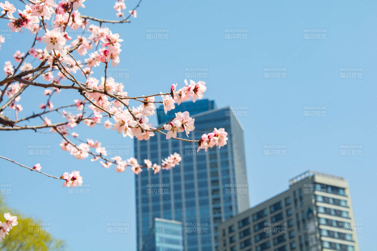 樱花映高楼 春日都市景图片