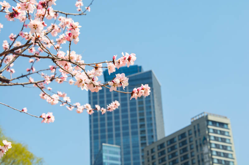 樱花映高楼 春日都市景图片