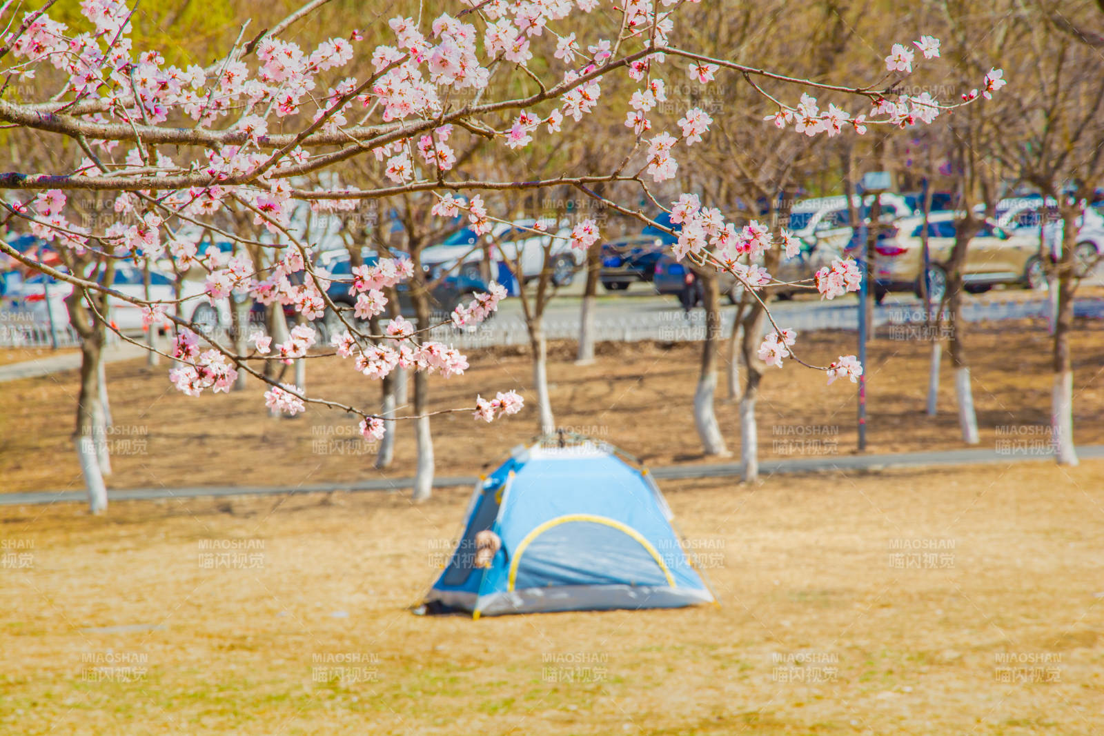 樱花树下露营帐篷图片