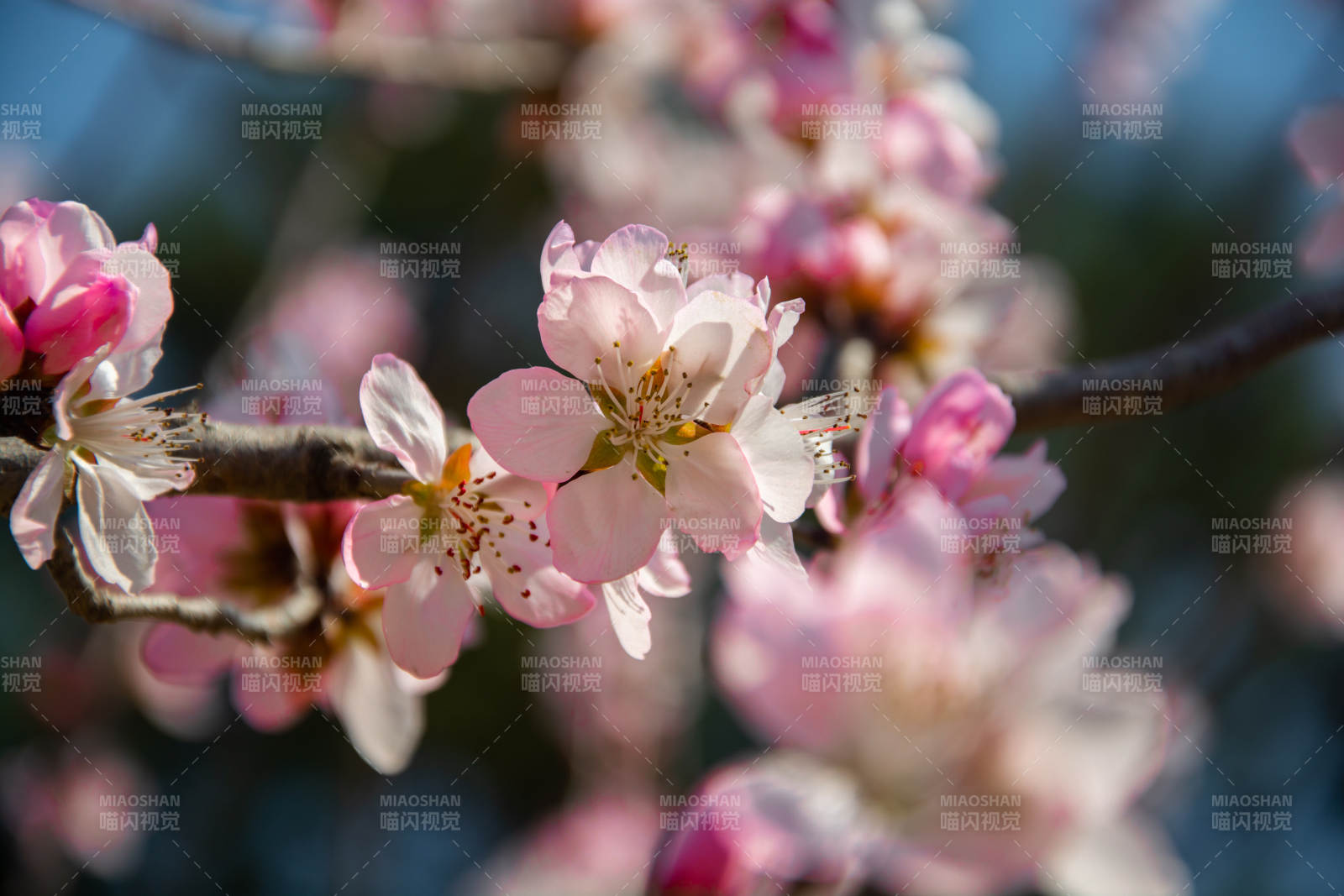 春日桃花绽放枝头图片