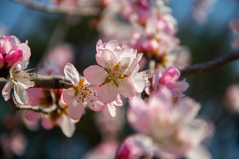 春日桃花绽放枝头图片
