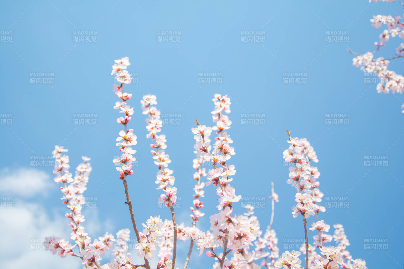 蓝天映衬粉樱绽放图片