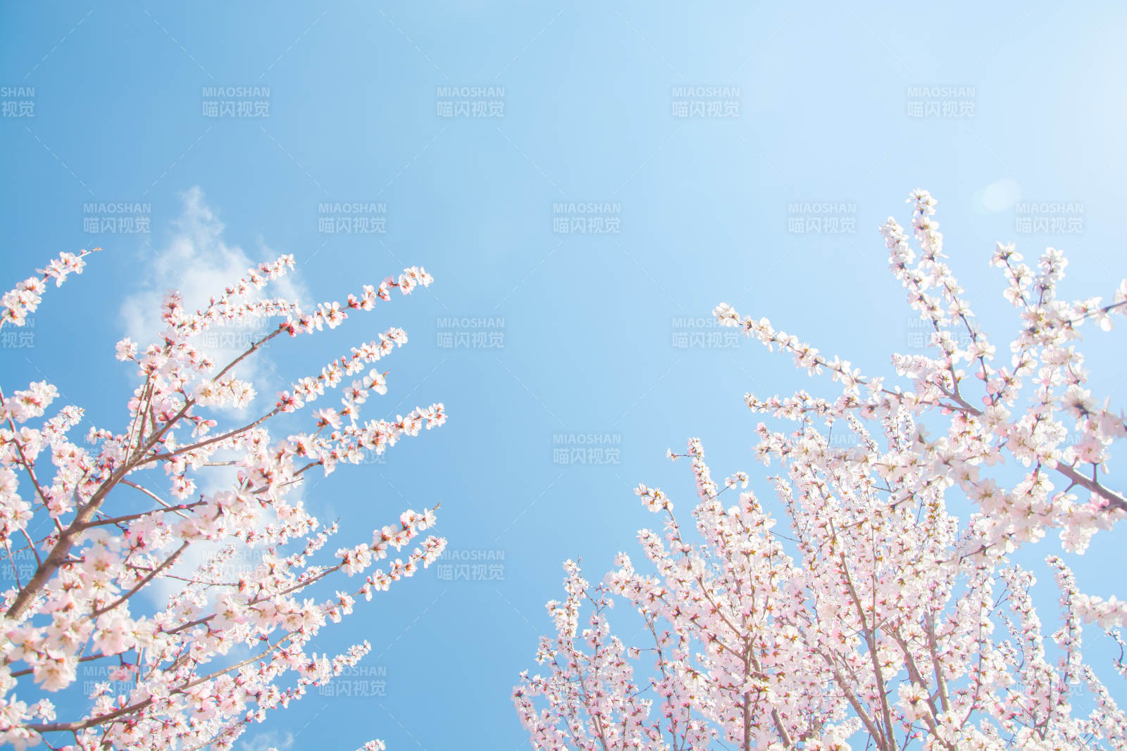 樱花映蓝天 春日浪漫时图片