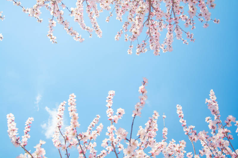 樱花映蓝天 春日浪漫时图片