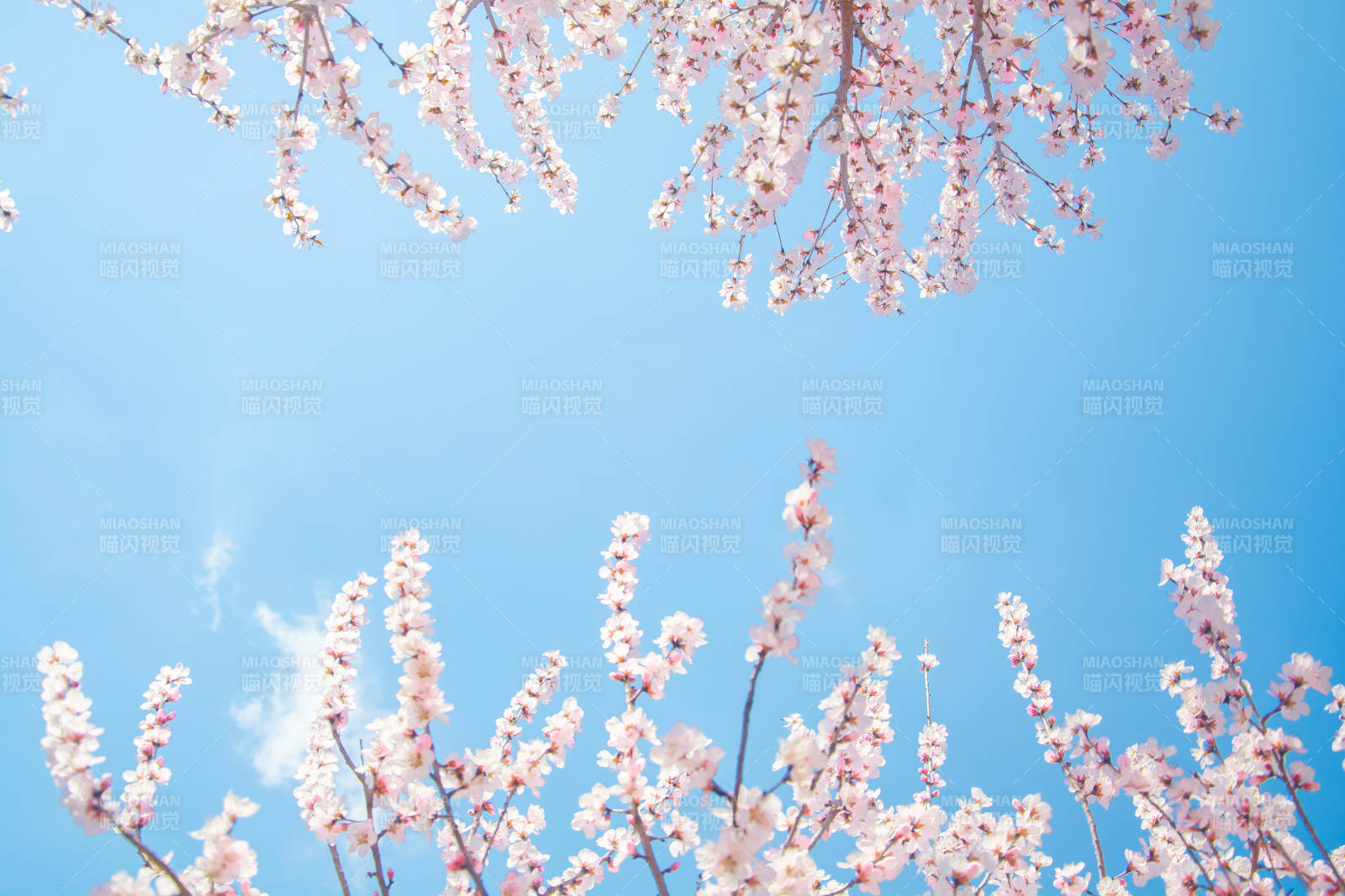 樱花映蓝天 春日浪漫时图片