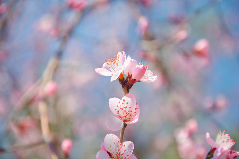 春花绽放 粉嫩动人图片