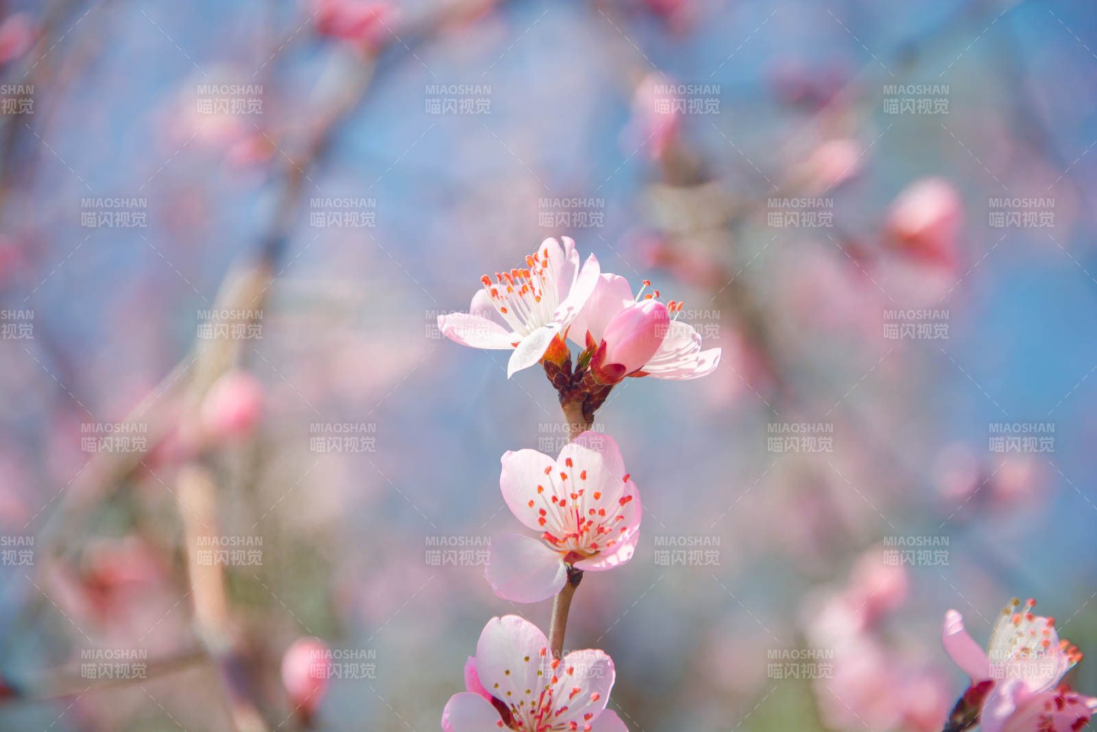 春花绽放 粉嫩动人图片