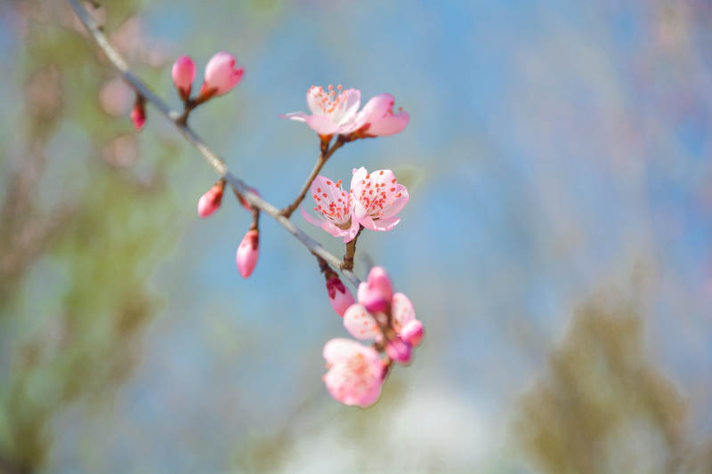 春日粉花枝头绽图片