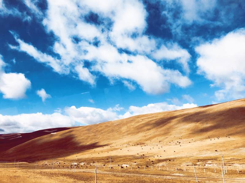 蓝天白云下的金色草原图片