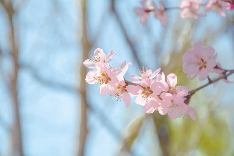 春日粉樱枝头绽放图片