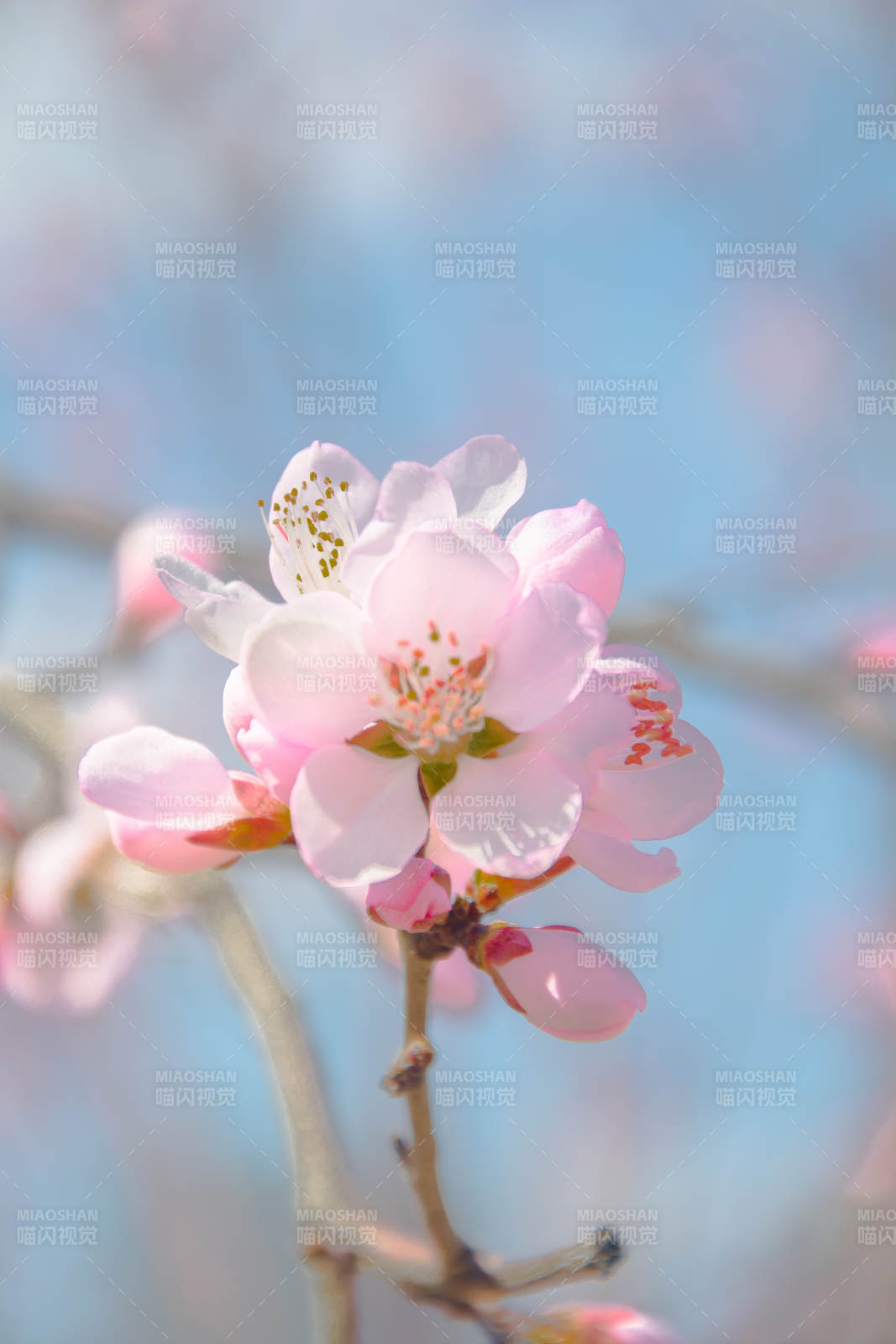 春日粉樱 柔光绽放图片