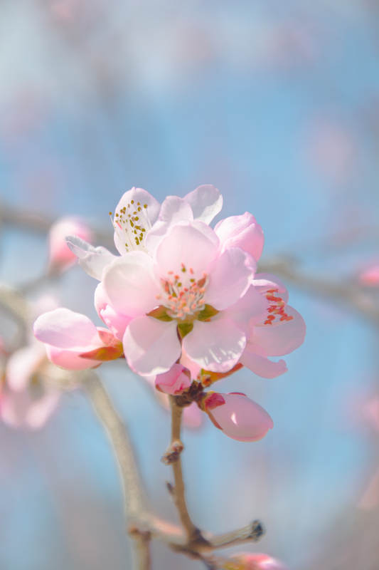 春日粉樱 柔光绽放图片