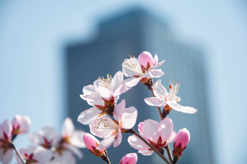 春花映高楼 柔粉点蓝天图片