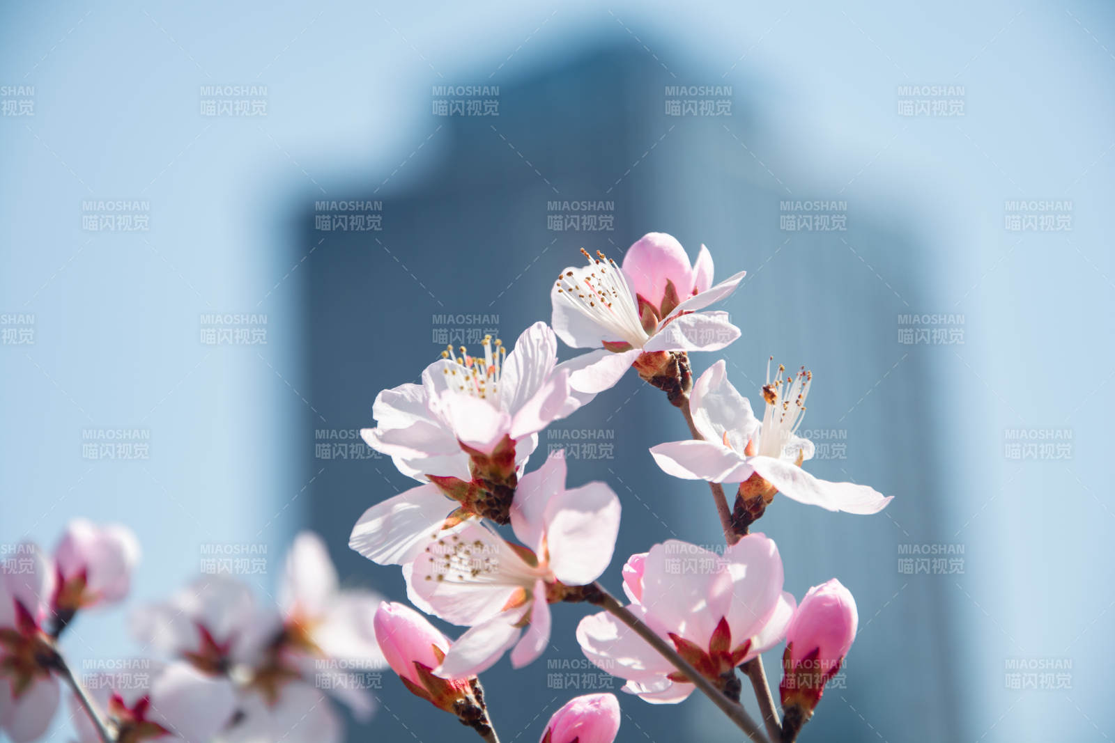 春花映高楼 柔粉点蓝天图片