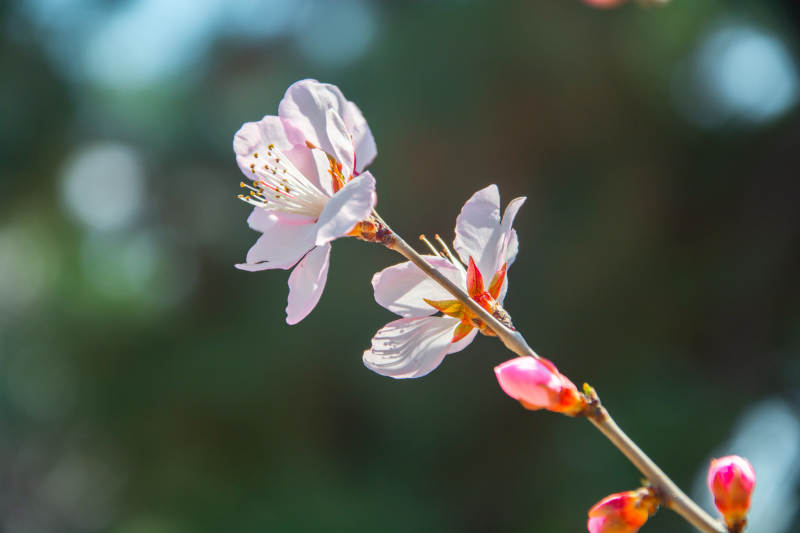 春花初绽 粉嫩枝头迎暖阳图片