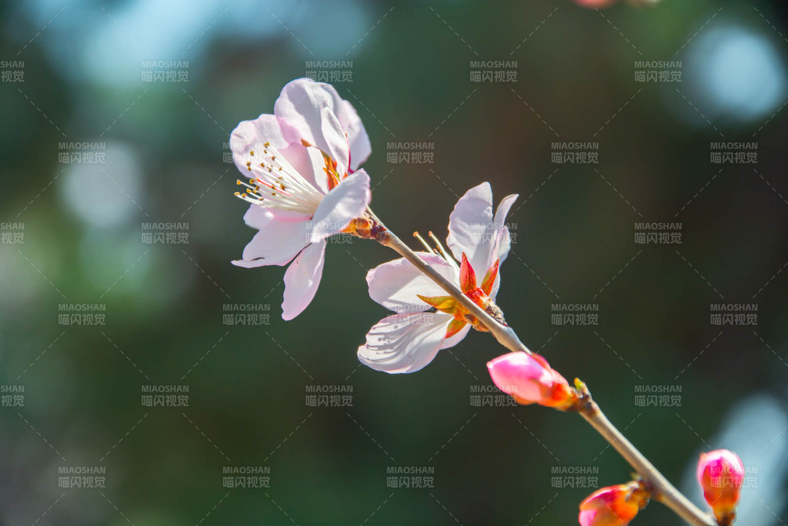 春花初绽 粉嫩枝头迎暖阳图片