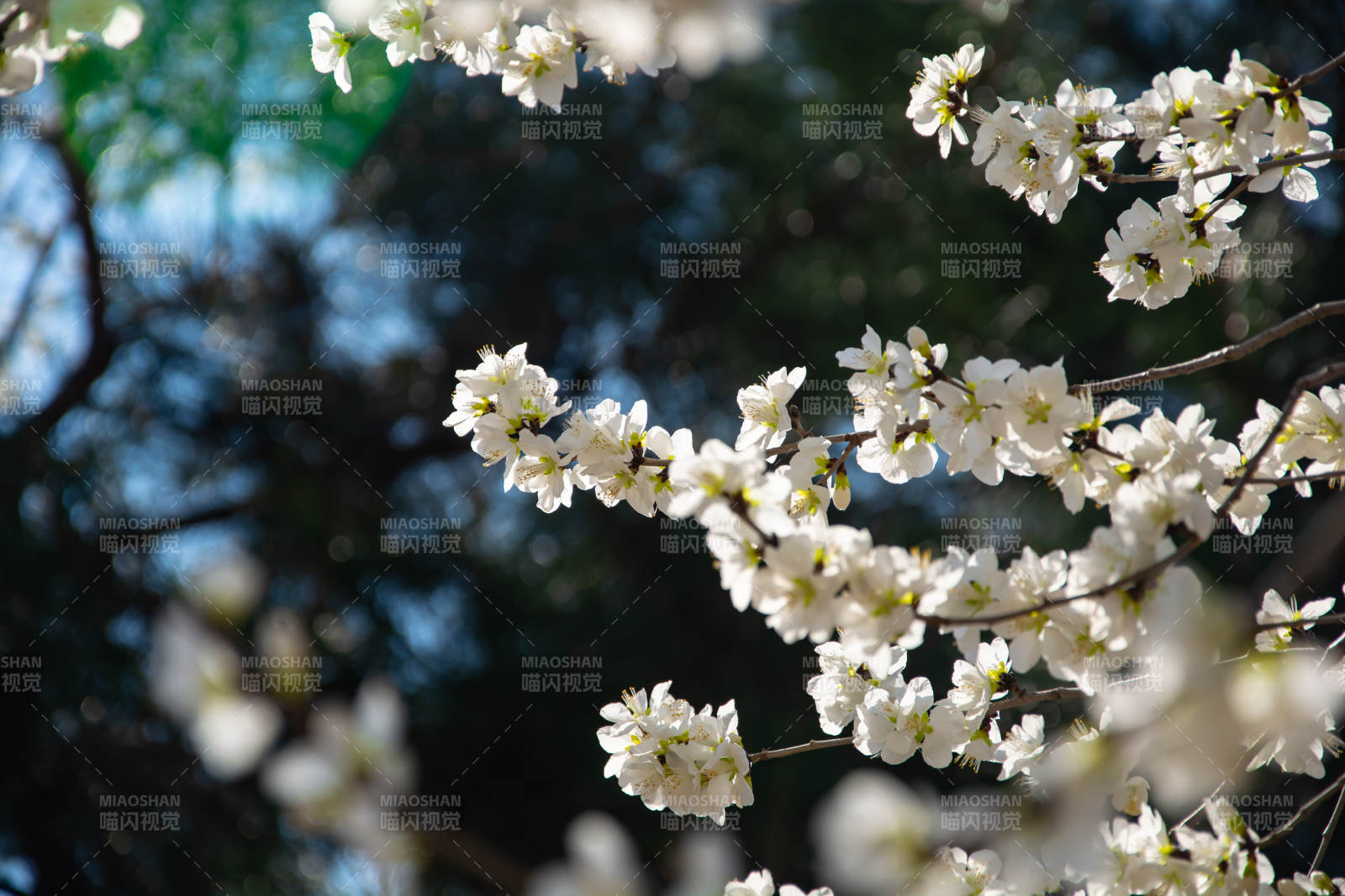 春日白花缀枝头图片