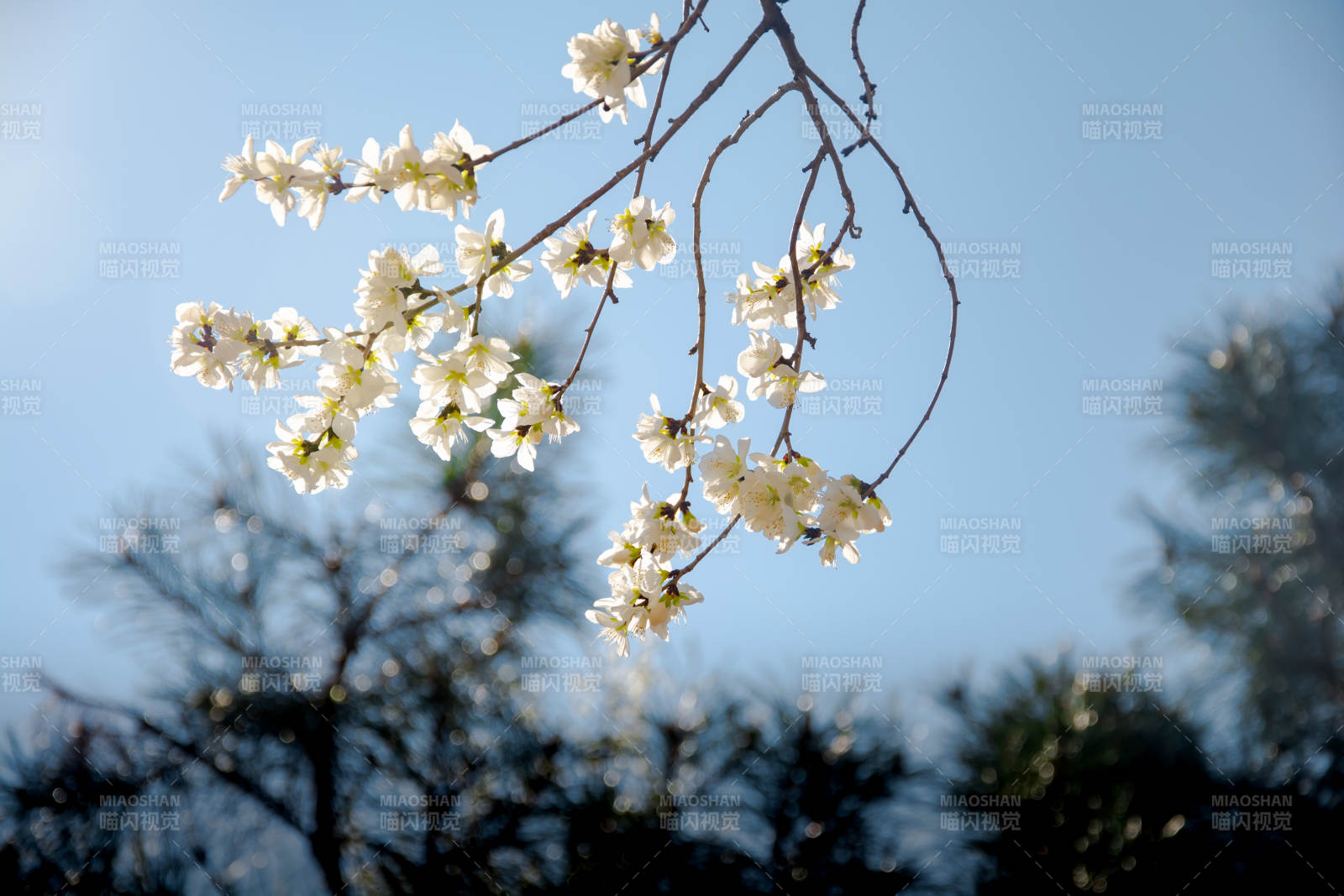 春花枝头绽 蓝天映雪香图片