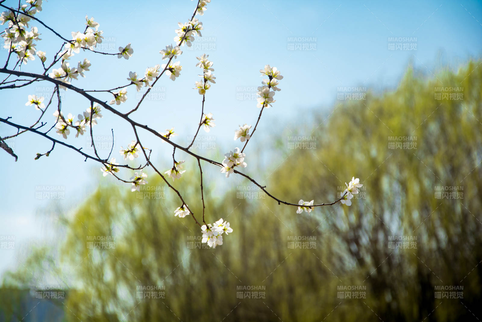春花初绽 枝头映蓝天图片