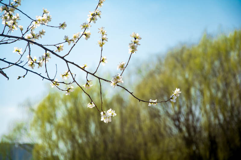 春花初绽 枝头映蓝天图片